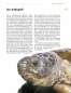 Preview: Die Breitrandschildkröte